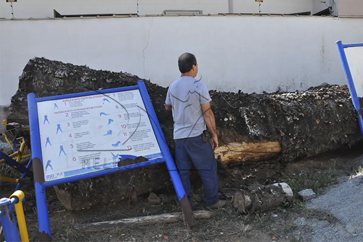 LOTE 011 - MADEIRA - MONTANTE