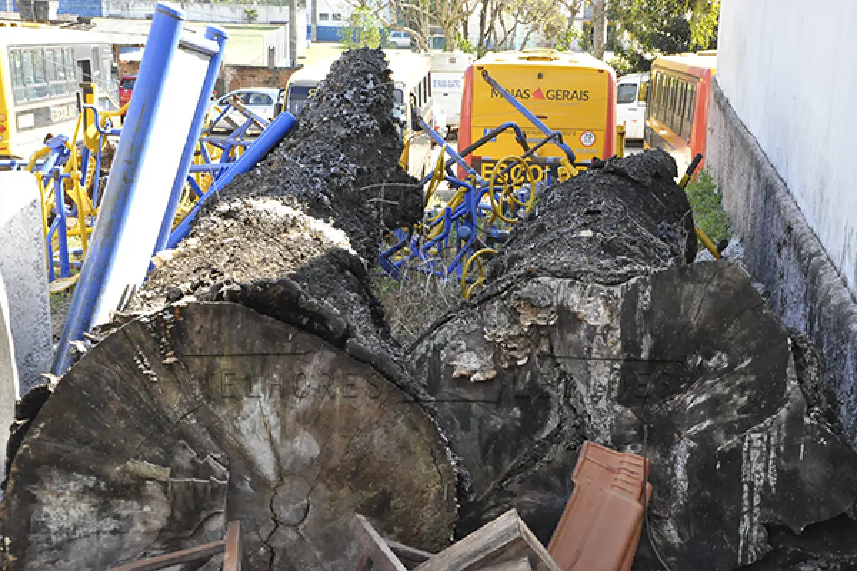 LOTE 011 - MADEIRA - MONTANTE