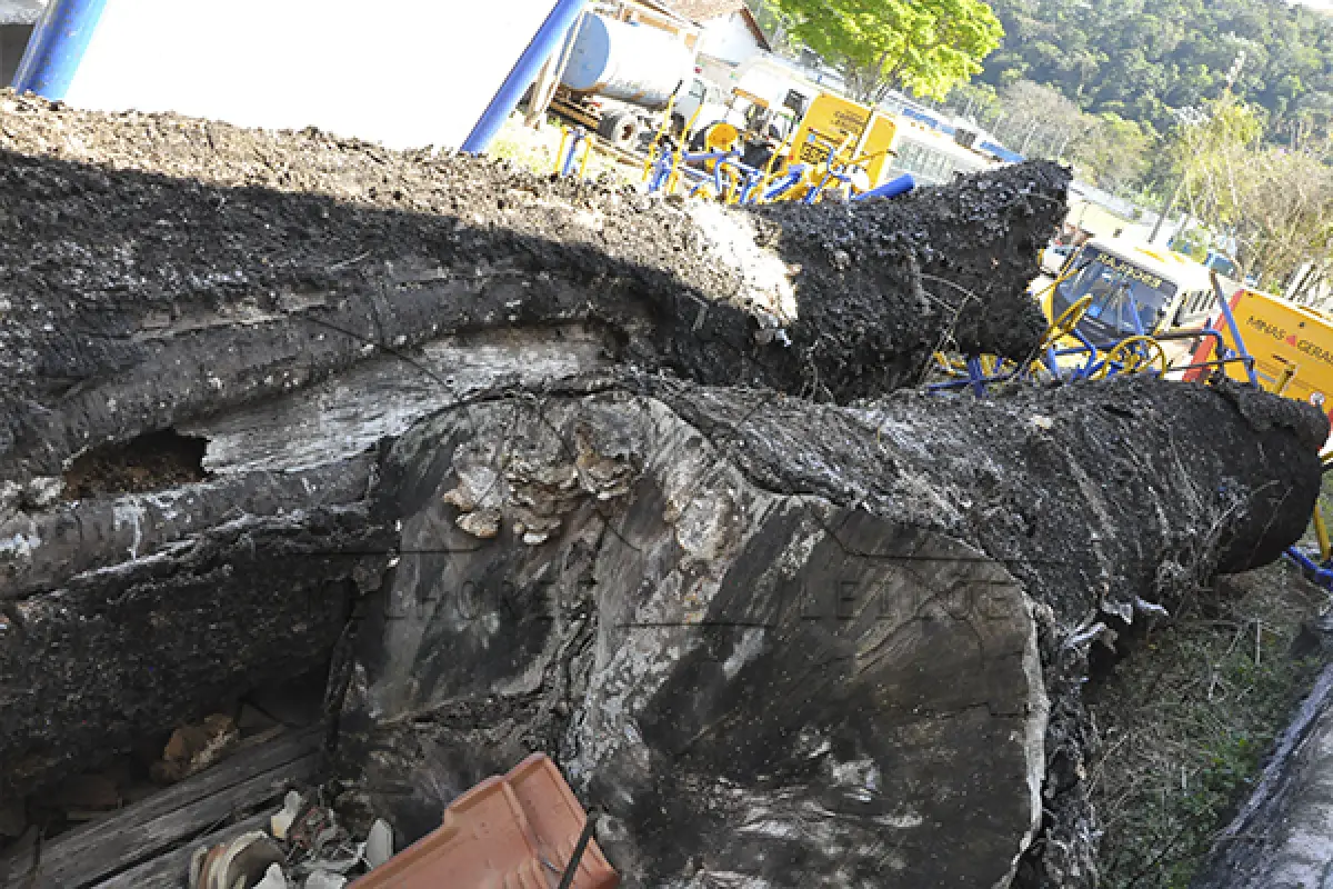 LOTE 011 - MADEIRA - MONTANTE